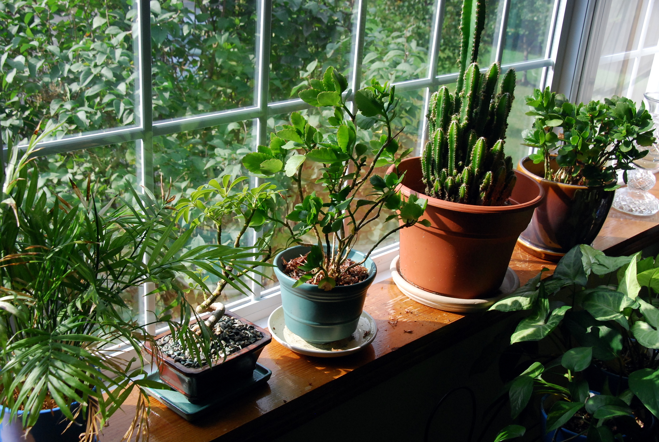 Πως να διατηρήσετε τα φυτά εσωτερικού χώρου